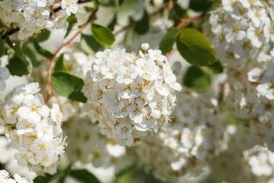 Produktbild von Spiraea betulifolia, Birkenblättrige Spiere, 40–60 cm