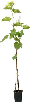 Produktbild von Romulus heller süßer kernloser Wein mit dünner Schale 60-100 cm im Topf