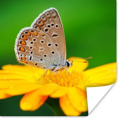 Produktbild von MuchoWow® Poster Blumen - Schmetterling - Natur 75x75 cm - Wand Dekoration