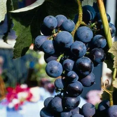 Image de Vitis vinifera - Vigne cultivée | 100-125 cm en pot