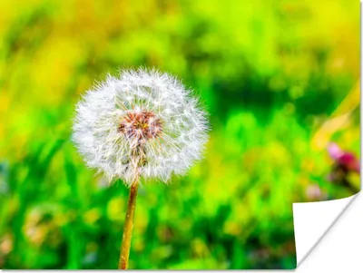 Produktbild von MuchoWow® Poster Löwenzahn - Gras - Blume 80x60 cm - Kunst für zu Hause