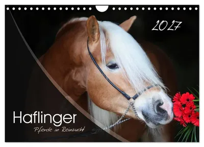 Produktbild von Haflinger-Pferde in Reinzucht (Wandkalender 2027 DIN A4 quer), CALVENDO Monatskalender