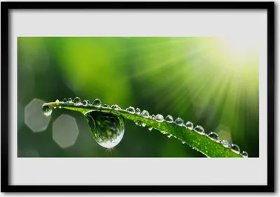 Produktbild von Bild 70x50 MDF-Rahmen Wandkunst Grass Nature Tau-Tropfen