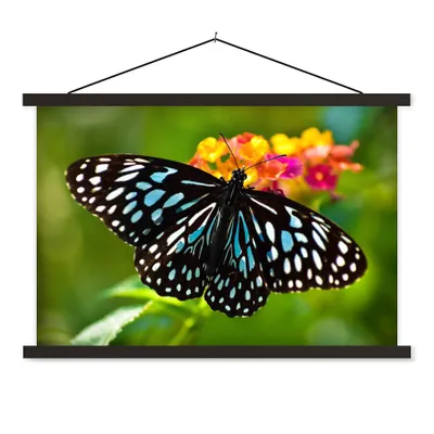 Produktbild von MuchoWow® Textilposter Blauer Tigerfalter 60x40 cm mit schwarzem Rahmen - Hölzernes