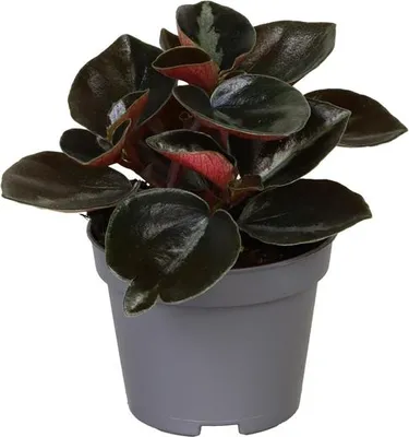Obrázok produktu pre Gardners Peperomia columbiana, priemer 6 cm