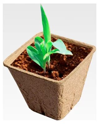 Produktbild von Kompostierbare Pflanzentöpfe - Kleine Torftöpfe für die Anzucht von Pflanzen - Geräte für den Pflanzenanbau und Rasenplatten zur Keimung von Blumen und Gemüse