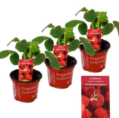 Produktbild von Himbeer-Erdbeere - Set mit 3 Pflanzen - Fragaria - Ausgefallene Sorte für Liebhaber des Besonderen