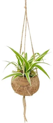 Obrázok produktu pre Kokodama Chlorophytum Comosum (S)