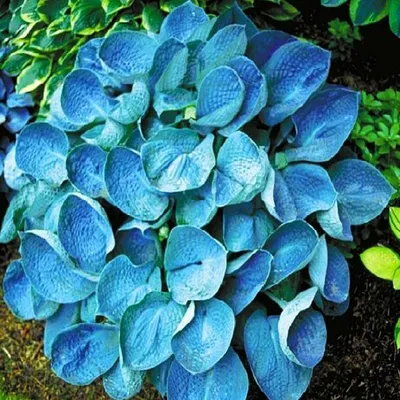 Obrázok produktu pre Hosta Garden Hosta Blue Angel 1 ks Sadenica Sadenice hosty
