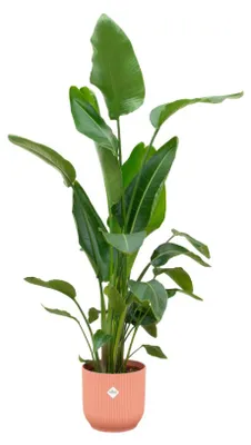 Produktbild von Set: Strelitzia Nicolai - Paradiesvogelblume - mit Übertopf elho Vibes Fold Round Rosa Ø30cm - Pflanze Höhe 160cm