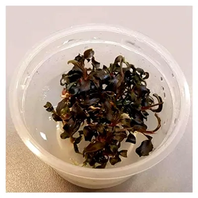Produktbild von Bucephalandra Kedagang 1-2-Grow In Vitro Rarität