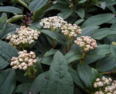 Produktbild von Immergrüner Kissenschneeball - Viburnum davidii 20 -30