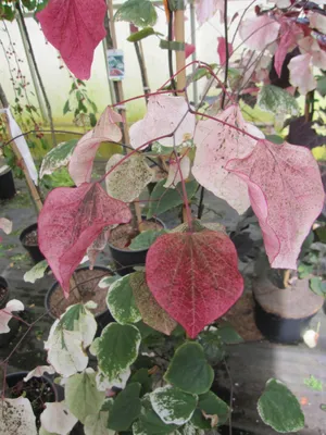 Produktbild von Cercis canadensis Carolina Sweetheart - Kanadischer Judasbaum - 150 - 175cm