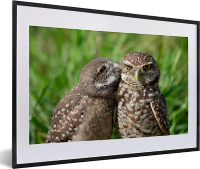 Produktbild von MuchoWow® MuchoWow® Gerahmtes Poster Eulen - Vögel - Gras 60x40 cm - Poster mit zchwarzem Bilderrahmen - Schlafzimmer - Plakat in Rahmen - Drucken