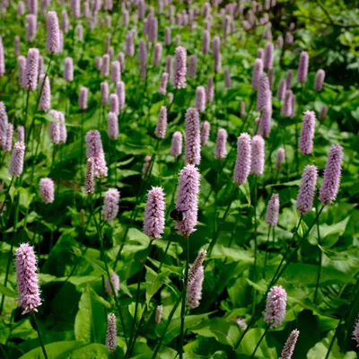 Produktbild von Persicaria affinis Superba 6 Pflanzen Ø9cm Höhe 10-25cm Winterharte Staude Deko