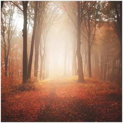 Produktbild von Wallario Premium Glasbild, freischwebende Optik, kräftige Farben, Größe 30 x 30 cm Motiv Herbstwald - Weg zu einer Lichtung im Wald