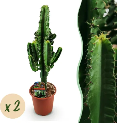 Image de Green boutiQ - Plante d'intérieur - Euphorbia eritrea - Arbre à lait africain -  Cactus d’intérieur - 2 Plantes - Pot 17cm - Hauteur 60cm