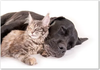 Produktbild von Tulup® Leinwandbild - 100x70 cm - Wandkunst - Drucke auf Leinwand - Leinwanddruck  - Tiere - Braun - Hund Katze