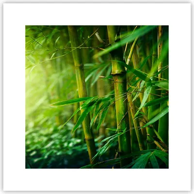 Produktbild von Poster - Poster ohne Rahmen - Bambus Pflanze - 30x30 cm - Wand Bild - Wanddeko - Wandbilder - Kunstposter - Wandposter - Bilder - Kunstdruck - Wanddekoration - Wandbild - P2XAC30x30-3558