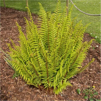 Produktbild von Stauden Gänge 1 x Dryopteris affinis im 1 Liter Topf - Heimischer Goldschuppenfarn - Struktur und Anmut für schattige Beete