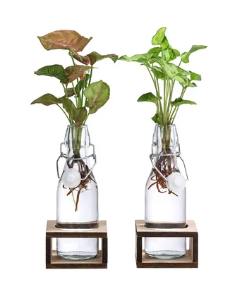 Produktbild von Dehner Waterplant Set Purpurtute, Wasserpflanzen in Glasflaschen, Syngonium podophyllum, 2-teilig, je 1x Purpurtute Neon Robusta, Snow White, je ca. 28 cm, Zimmerpflanze
