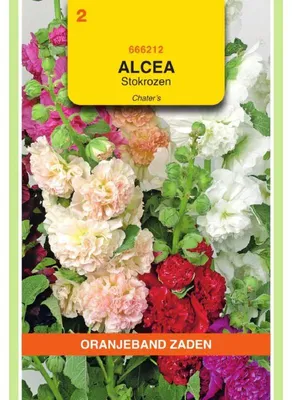 Zdjęcie produktu dla Oranjeband Althaea Rosea, mieszanka "Chater's Gefüllte" - 1 opakowanie nasion