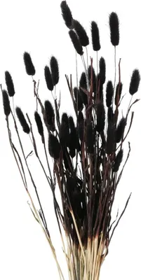 Image de Osier décoratif séché, 70 cm