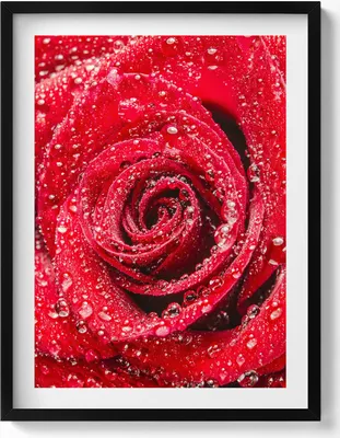 Produktbild von Rose auf den Blütenblättern einer roten Rose– Wandbild mit Rahmen – Gerahmtes Bild  – Wanddekoration – 60x80 cm –  Schwarz Rahmen