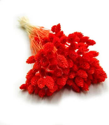 Produktbild von Phalaris Getrocknete - Kanariengras - Orange
