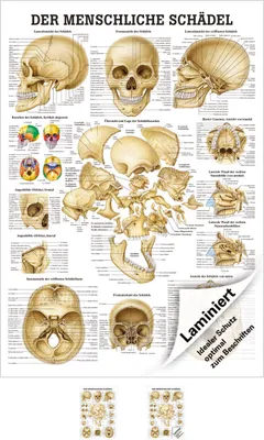 Produktbild von Schädel und Schädelknochen Mini-Poster Anatomie 34x24 cm medizinische Lehrmittel