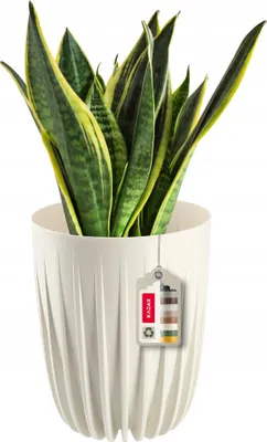 Zdjęcie produktu dla KADAX Doniczka Osłonka + Wkładka Kremowa 14,5x17cm