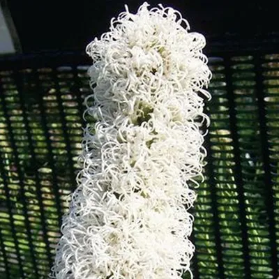 Produktbild von 6 x Prachtscharte 'Floistan Weiß' - Liatris spicata 'Floristan Weiss'  | Topf 9cm x 9cm