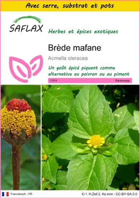 Image de SAFLAX Ensemble de culture - Brède mafane - 500 graines - Acmella