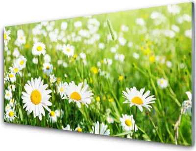 Produktbild von Acrylglasbilder 100x50 Wandbild Druck Gänseblümchen Pflanzen