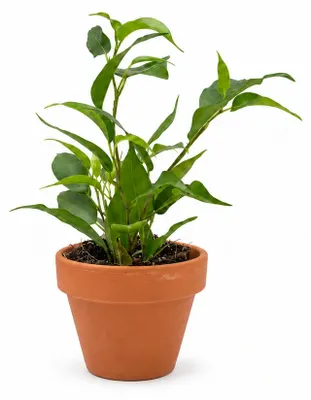 Produktbild von Gardners Ficus benjamina-Mischung, Durchmesser 6 cm, KI-generiertes Bild