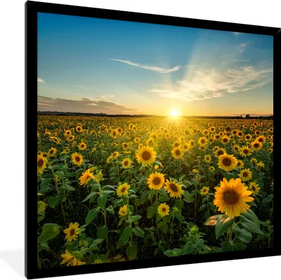 Produktbild von MuchoWow® Gerahmtes Poster Sonnenuntergang - Blumen - Sonnenblume - Horizont - Landschaft 40x40 cm - Poster mit Schwarzem Bilderrahmen Wandposter Rahmen Foto Bilder - Mit Rahmen - Wanddekoration Schlafzimmer