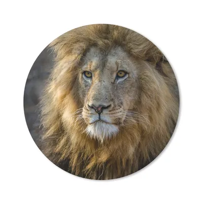 Produktbild von MuchoWow® Mauspad Mousepad Löwe - Porträt - Wild 40x40 cm - Mousepads - Maus Mat - Pad - Mausunterlage - Schreibtisch Accessoires