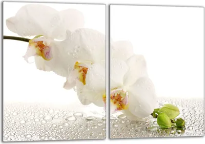 Obrázok produktu pre Sada krycích dosiek na sporák 2x40x52 cm sklokeramický kryt varnej dosky sklenený splashback, orchidea biela