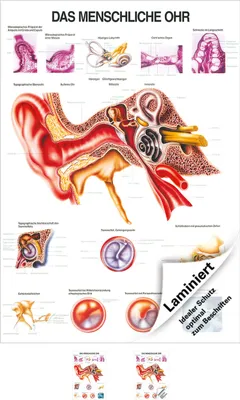 Produktbild von Das Ohr Lehrtafel Anatomie 100x70 cm medizinische Lehrmittel