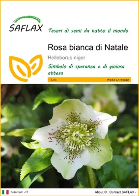Immagine prodotto di SAFLAX  - Rosa bianca di Natale - 6 semi - Helleborus