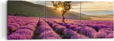 Produktbild von Bild auf Leinwand - Leinwandbild - Lavendel Berge Feld - 120x40cm - Wand Bild - Wanddeko - Leinwanddruck - Bilder - Kunstdruck - Wanddekoration - Leinwand bilder - Wandkunst - CA120x40-3645