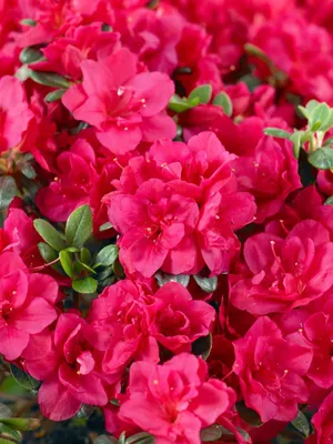 Produktbild von Rhododendron obtusum 'Stopplicht', Azalee, leuchtend rot, 30–40 cm