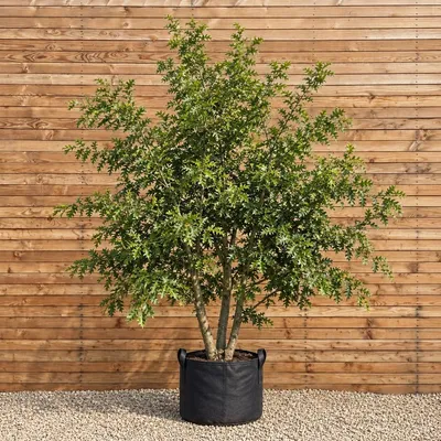 Produktbild von Zerreiche 200-250 cm - Quercus cerris mehrstämmig