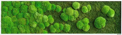 Produktbild von Moosbild Wald & Kugelmoos Verlauf 140x40 cm