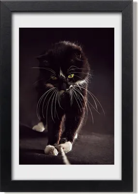 Produktbild von Bild 20x30 MDF-Rahmen, Wandkunst Schwarze Katze