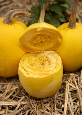 Image de Graines de courge spaghetti - Courge spaghetti jaune Cucurbita pepo - 10