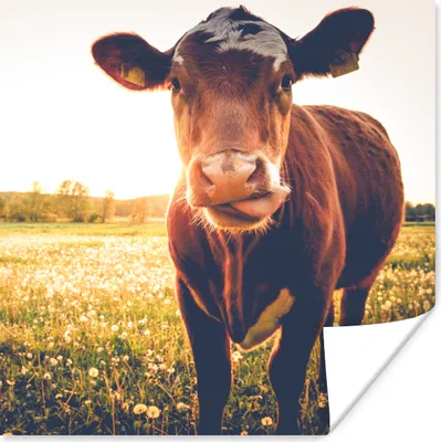 Produktbild von MuchoWow® Poster Kuh - Sonnenuntergang - Blumen - Gras - Tiere 50x50 cm - Wohnzimmerdekoration