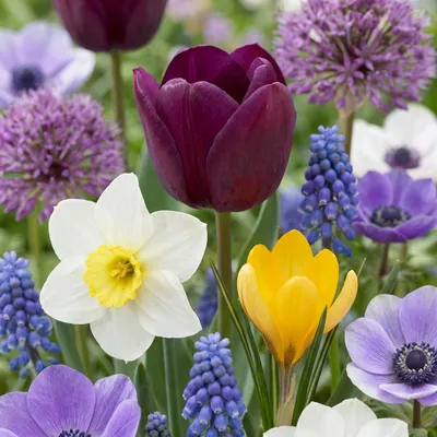 Produktbild von Green boutiQ - 250x Bulb Garden Mix - Zwiebel-Gartenmischung - Diverses - Sommerblüher - Zwiebelgröße 10/12