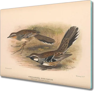 Produktbild von Coloray Schneidebrett Herdabdeckplatte 60x52 cm Kochplattenabdeckung Hackbrett Küchenbrett - Vögel Tiere