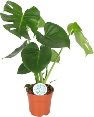 Productafbeelding van Fensterblatt Monstera Minima kamerplant Ø17cm hoogte 55cm Beliebte Lochpflanze